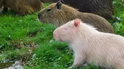 capibara albino joven