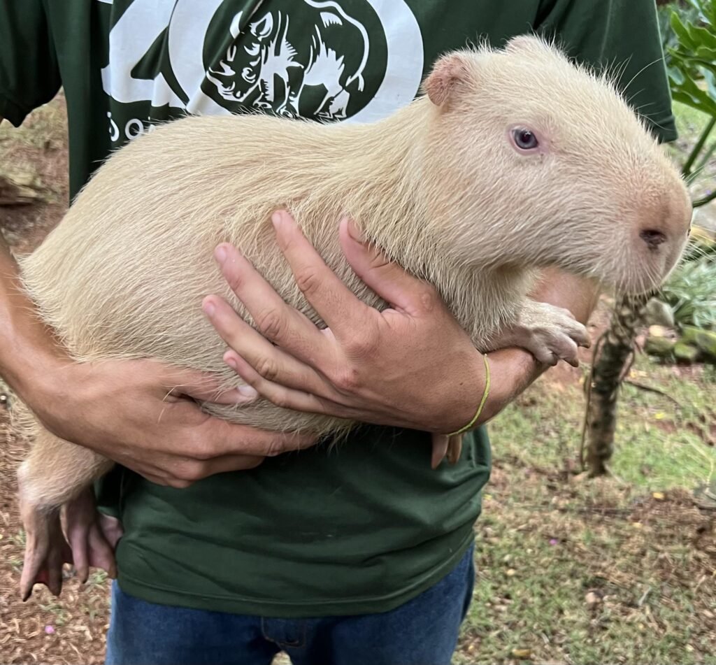 Capibara albino rubio