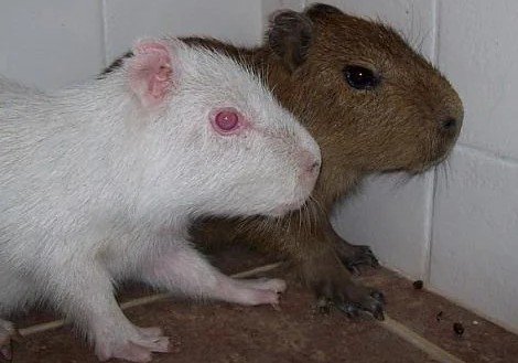 Capibara Albino